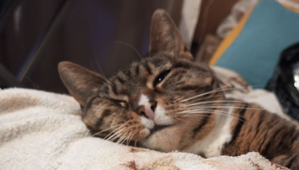 Про котиков и плохие новости