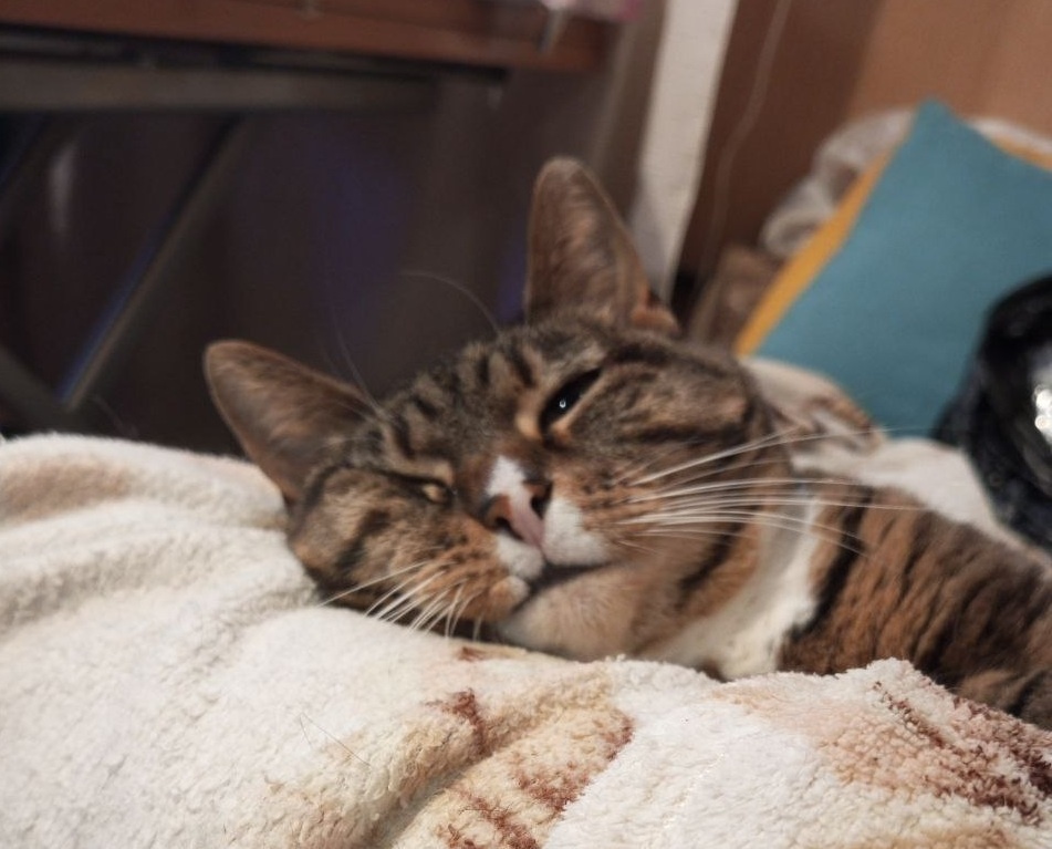 Ну как такая может сожрать, верно? Она же на мне лежит. А ведь в душе явно тигр. Даже в полосочку