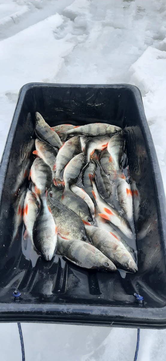 Улов 3х летней давности