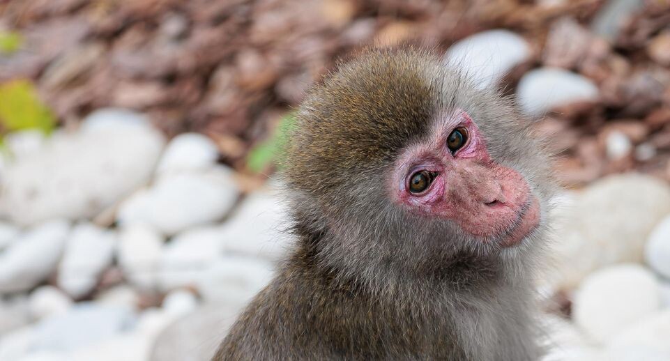    Edgar Breshchanov/Global Look Press / www.globallookpress.com