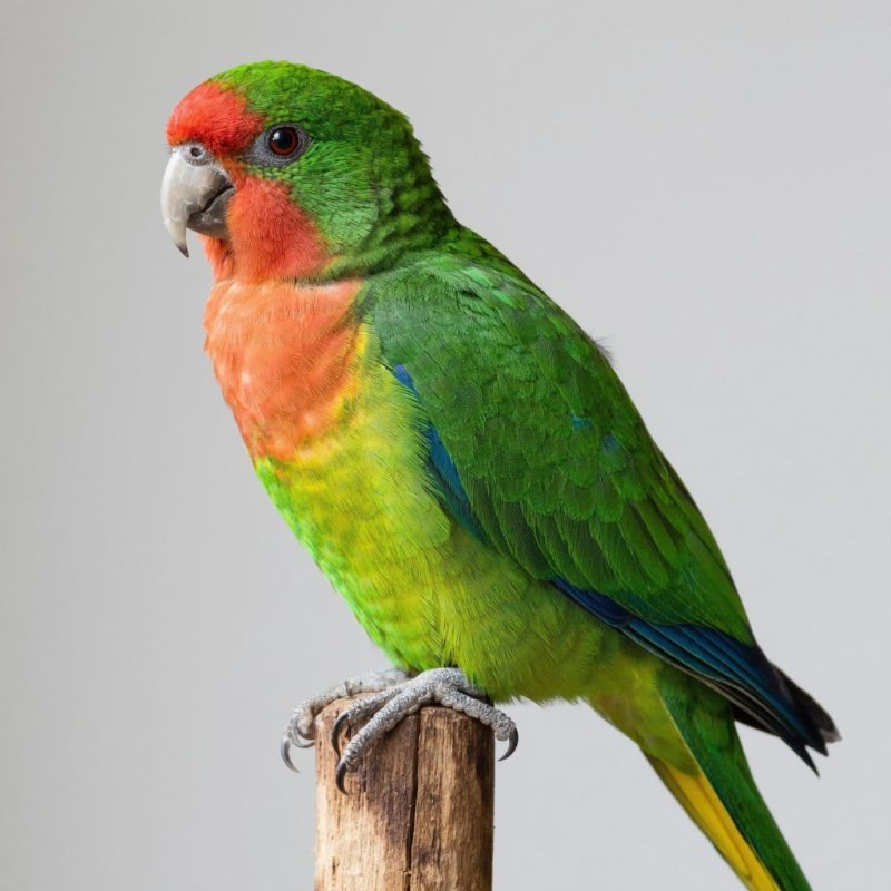     фото сгенерировано ИИ