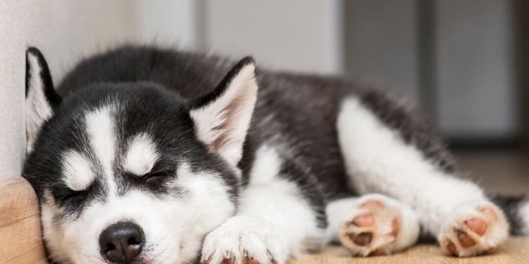 Почему собака так быстро засыпает: привычка или симптом, который легко пропустить