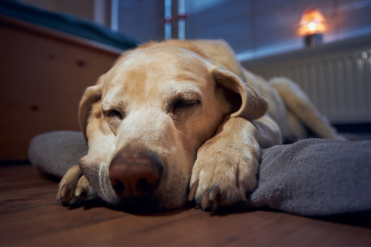 Спящая собака