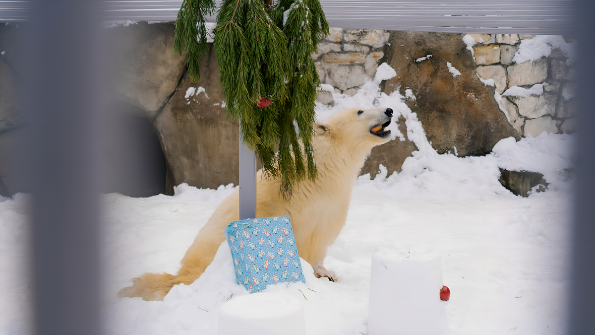    Архивное фото белого медведя Диксона из Московского зоопарка