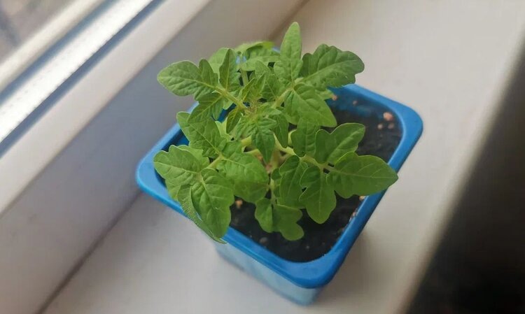    Фото: Лукьянов Дмитрий, AgroXXI.ru