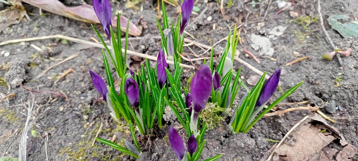 Мои крокусы зацветают