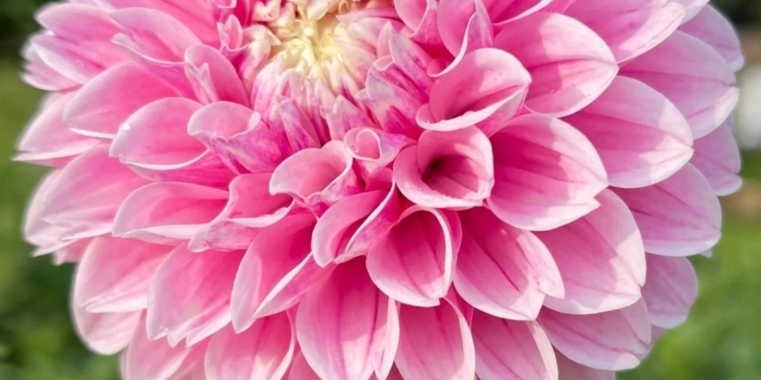 Георгин Маршмеллоу Бэйби / Dahlia Marshmallow Baby