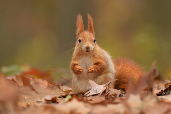 nojafoto/Shutterstock/FOTODOM   📷