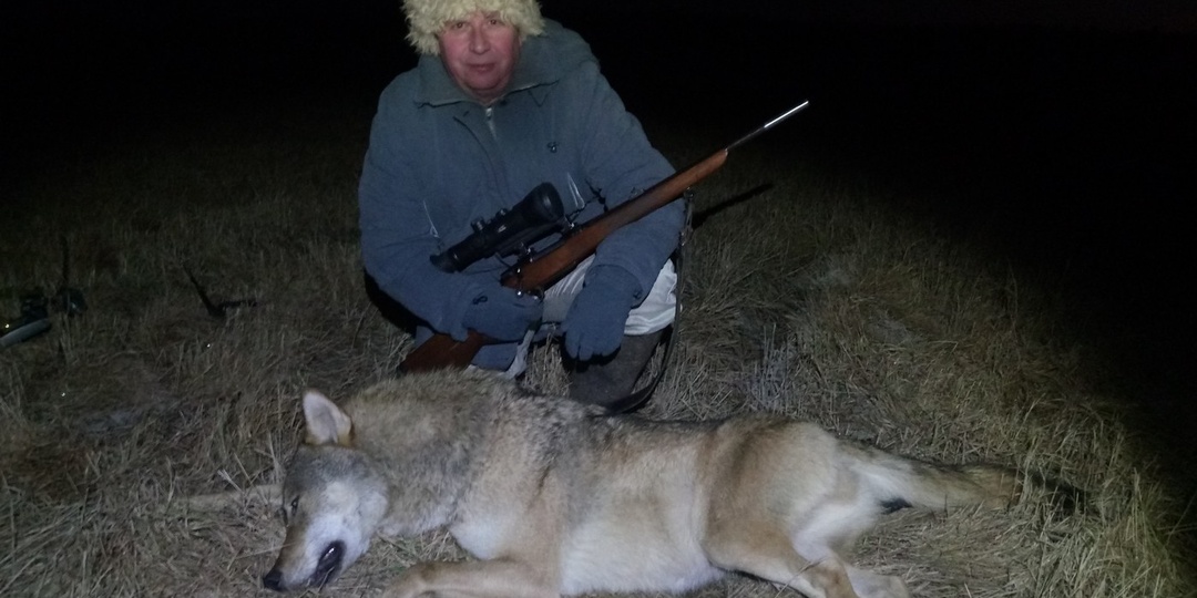 Волк с подхода – это реально!