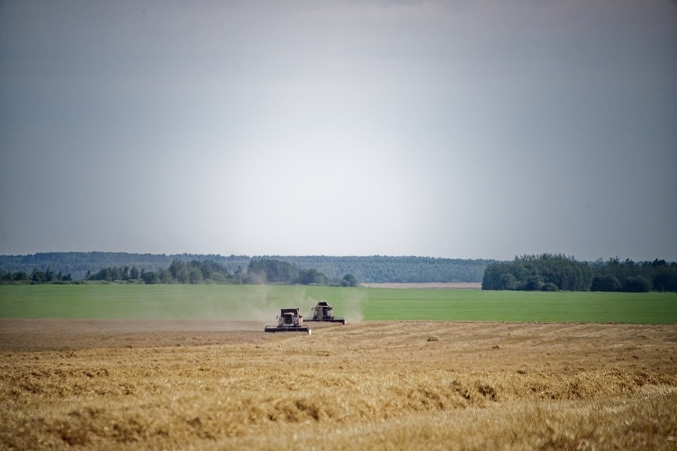    В Ростовской области почти 40 не занимались лесополосами. Иван МАКЕЕВ