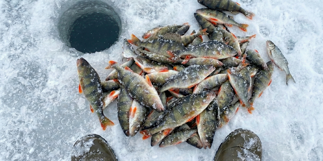 Техника игры мормышкой, которая провоцирует на поклевку самую ленивую рыбу зимой