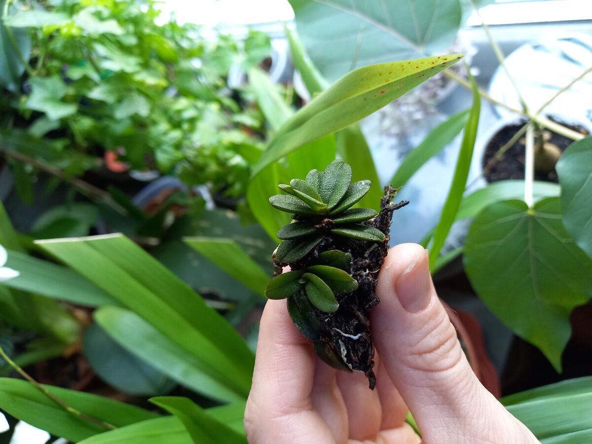 Шенорхис Фрэгранс (Schoenorchis Fragrans).Фото Екатерины Орловой