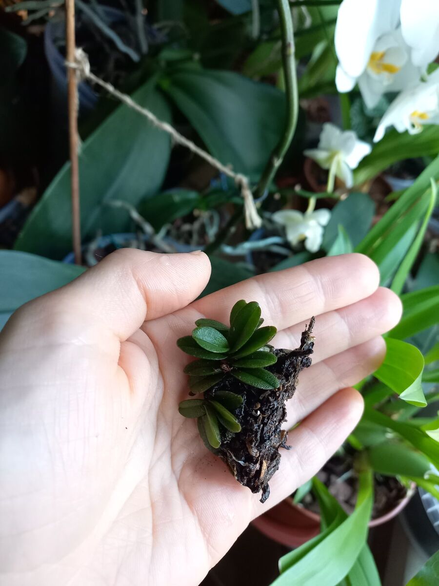 Шенорхис Фрэгранс (Schoenorchis Fragrans).Фото Екатерины Орловой