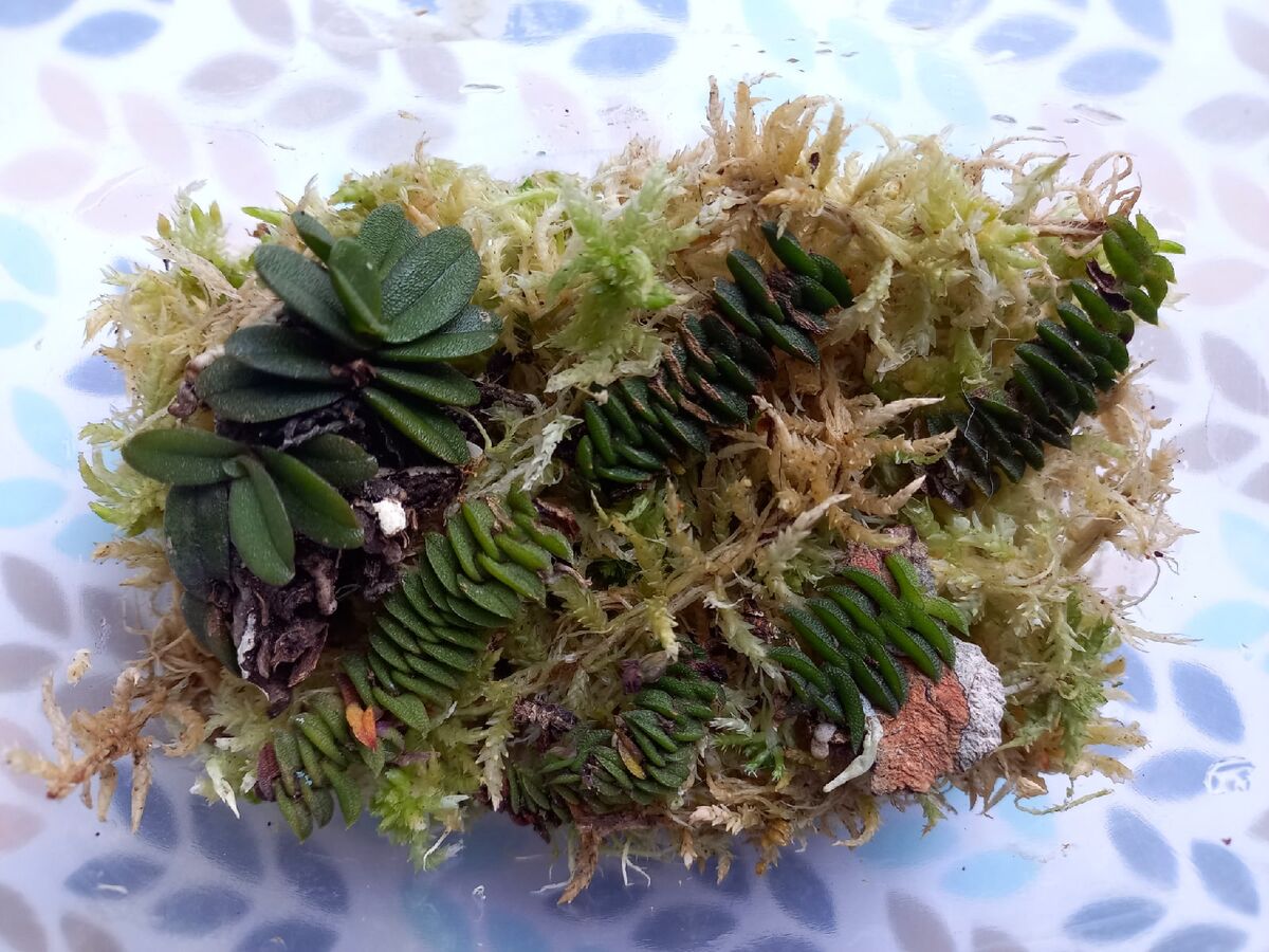 На некоторое время я поместила Орхидеи в контейнер со мхом