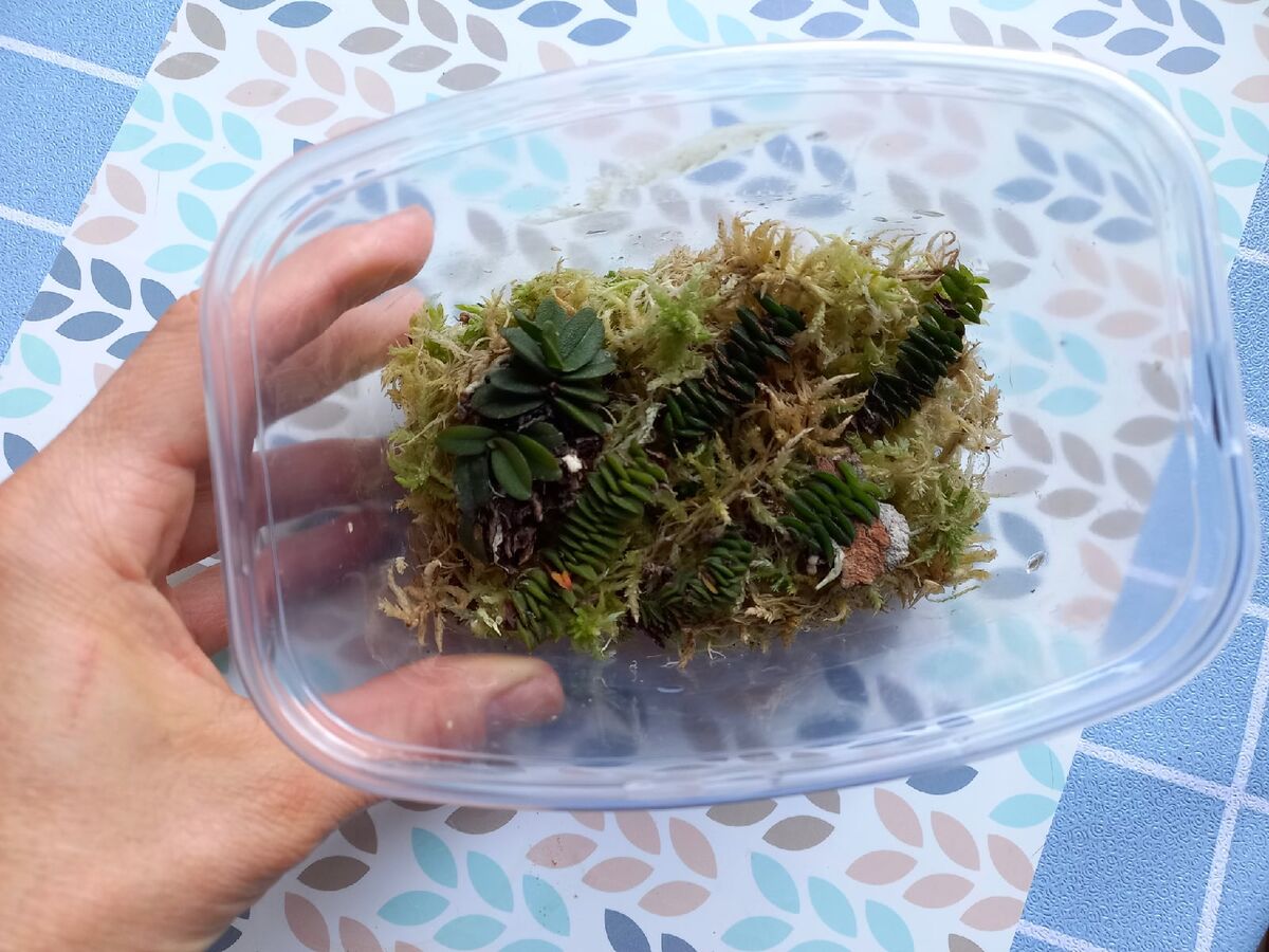 На несколько дней я поместила Орхидеи в контейнер со мхом