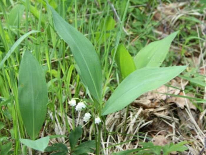 Ландыш майский (фото с блога "Лесная кладовая")