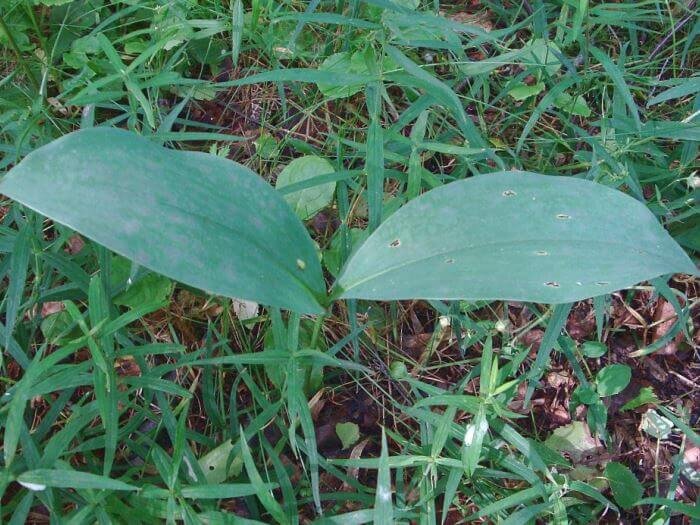 Листья ландыша (фото из архива автора)