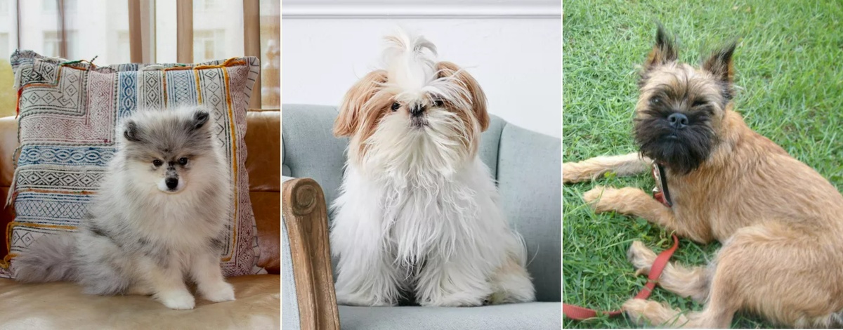    Породы: помски, ши-тцу и брюссельский гриффон. Источник изображений: thesprucepets.com