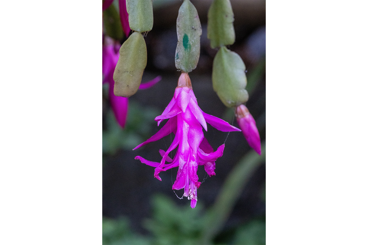 Ian Peter Morton / Shutterstock / FOTODOM📷Шлюмбергера усеченная