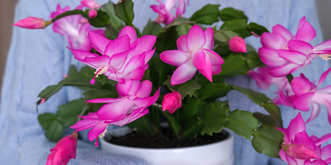 Цветок декабрист: как выглядит, как ухаживать, что любит и не любит