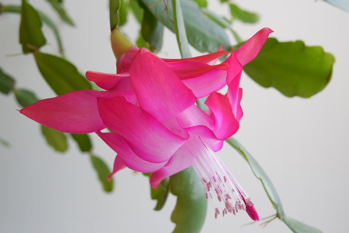 Uryutova Elena / Shutterstock / FOTODOM📷Шлюмбергера Cherry Rose