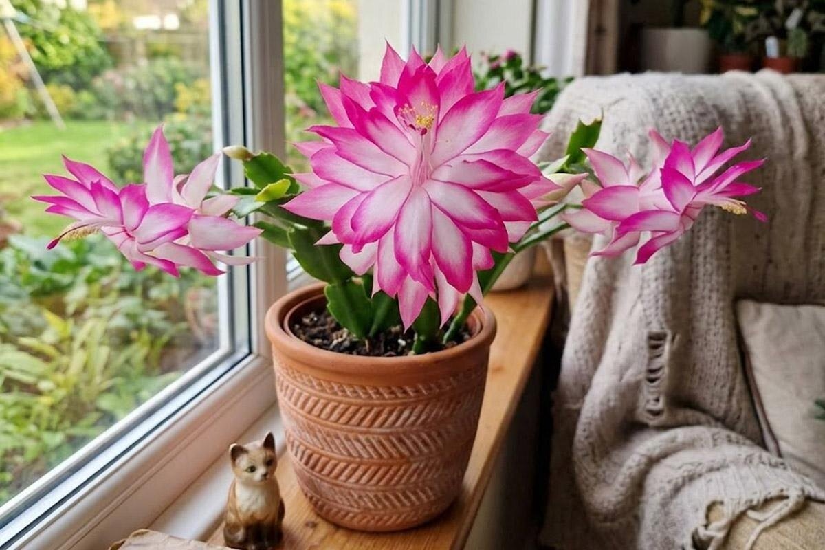 РБК Life📷Шлюмбергера Double Queen