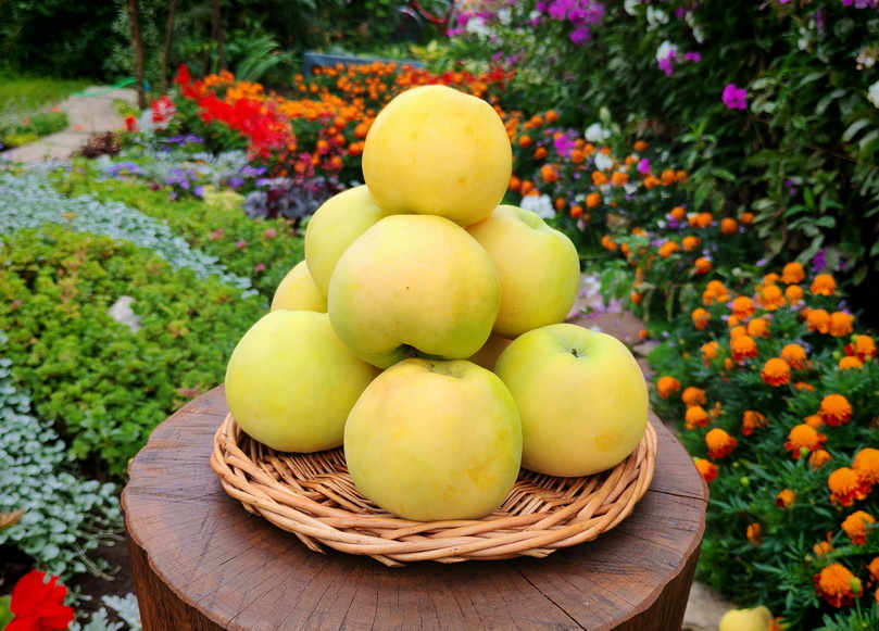 Золотое летнее