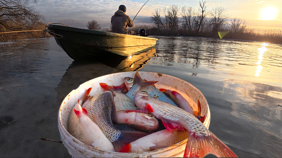 Отборная красноперка