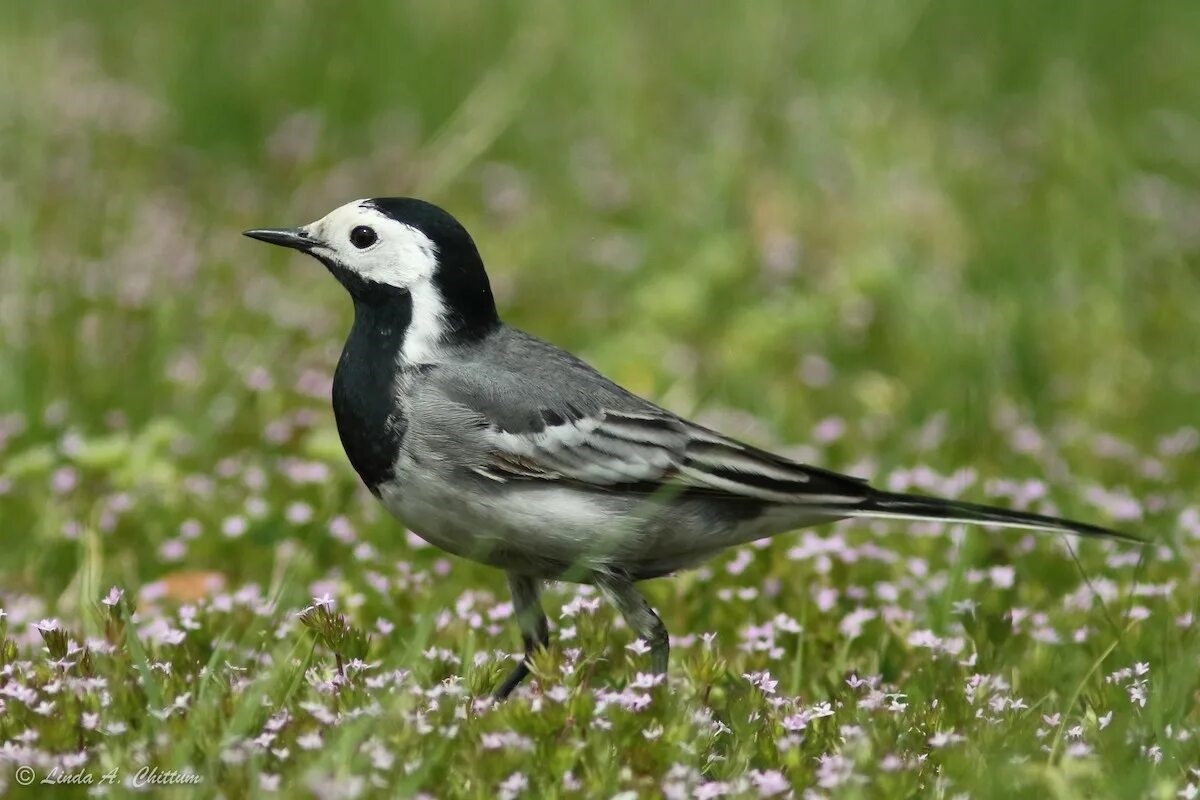 Фото с сайта: https://media.ebird.org/catalog?taxonCode=whiwag1&mediaType=photo&sort=rating_rank_desc&view=grid