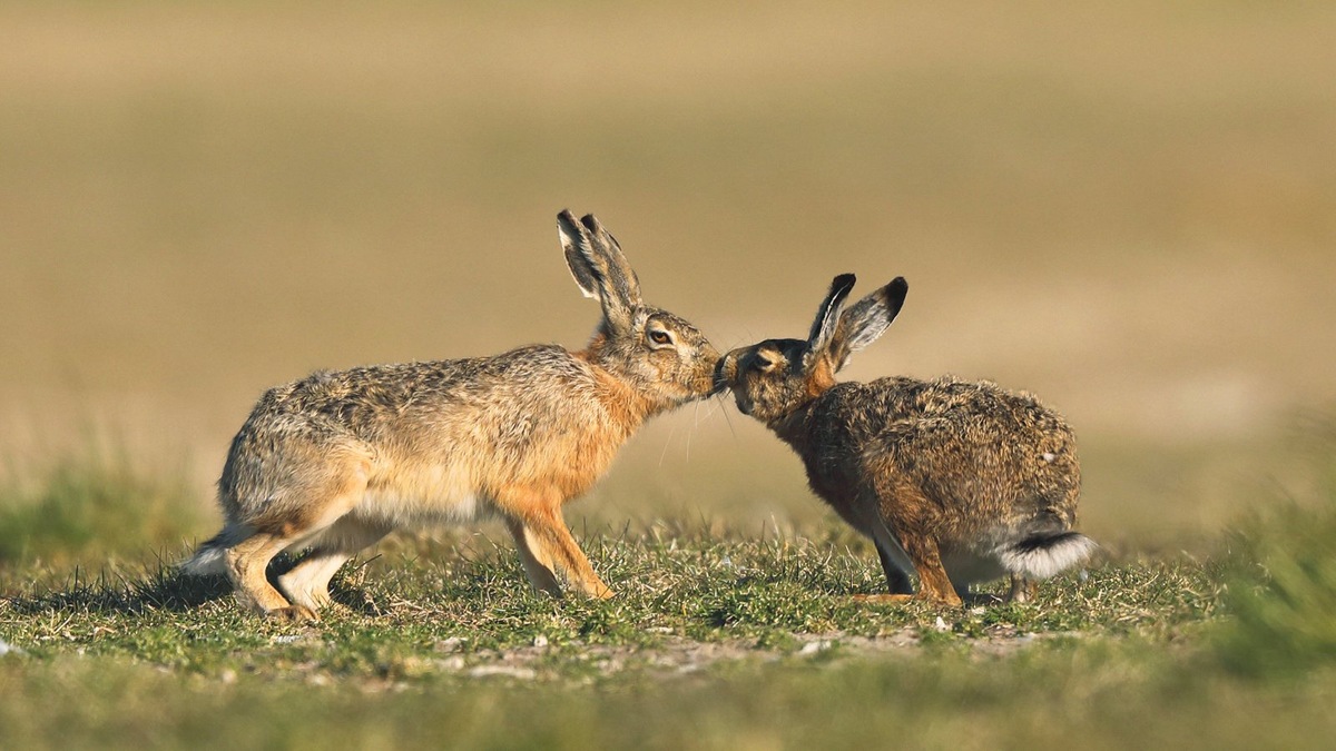    Животные в зоопарках, как и в дикой природе, остро чувствуют смену времен года