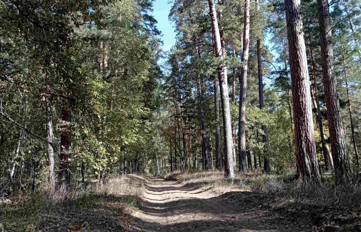    В Бузулукском бору установят «датчики гроз» и дрон для поиска пожаров