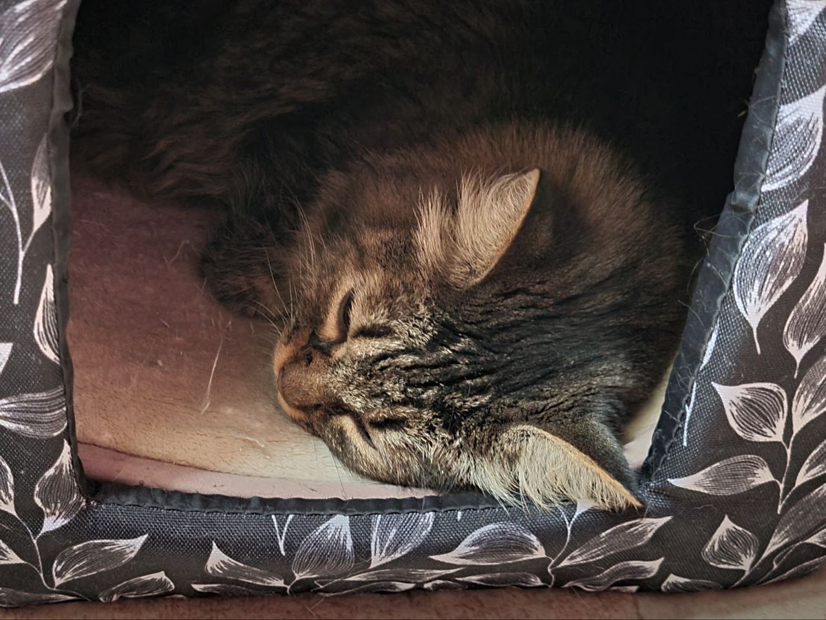 Сова спит и набирается сил