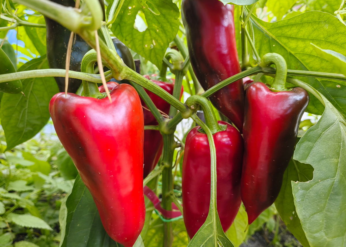 Воловье ухо. Моё.