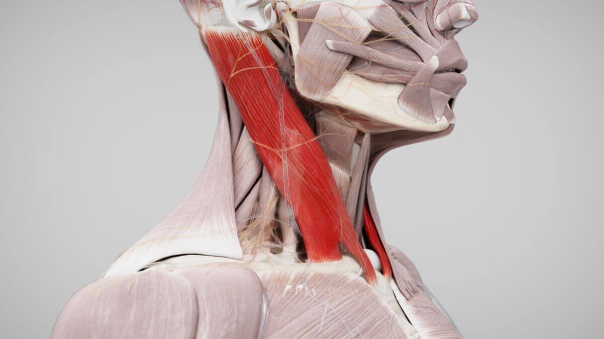 Грудино-ключично-сосцевидная мышца (ГКСМ)