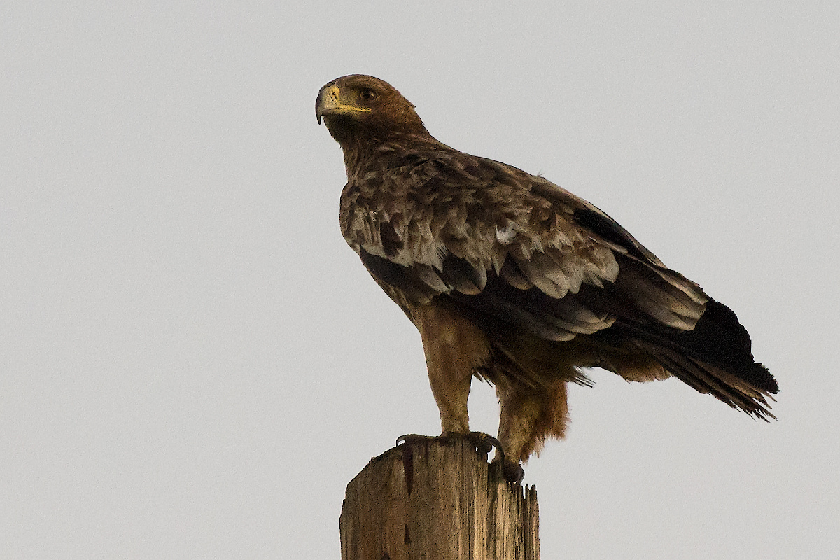 Фото с сайта: https://www.sibirds.ru/v2photo.php?l=ru&s=068000644&n=1&t=103&p=1&sortby=1&sor=desc&saut=all&si=sib