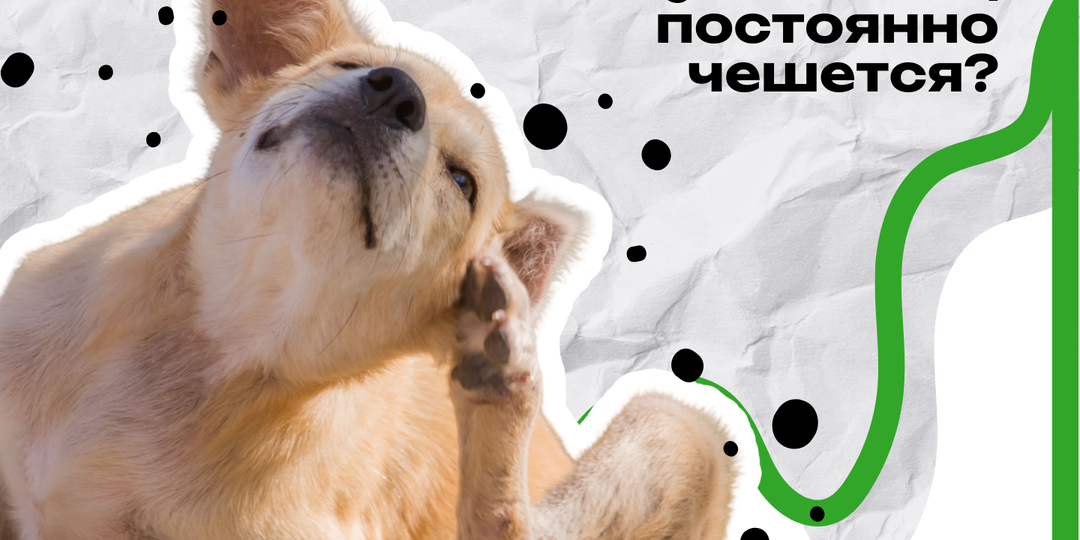 Почему питомец постоянно чешется? Причины и что с этим делать