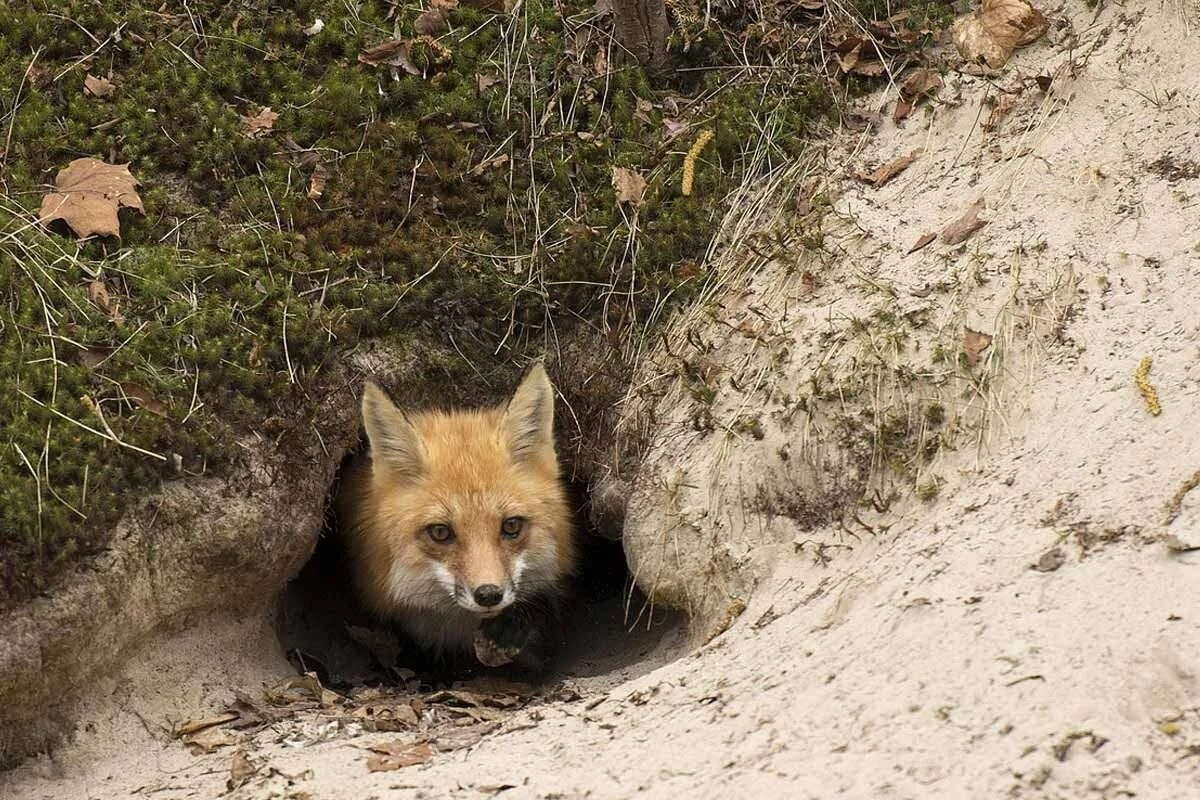 Фото с сайта: https://animals.pibig.info/1953-nora-lisy.html
