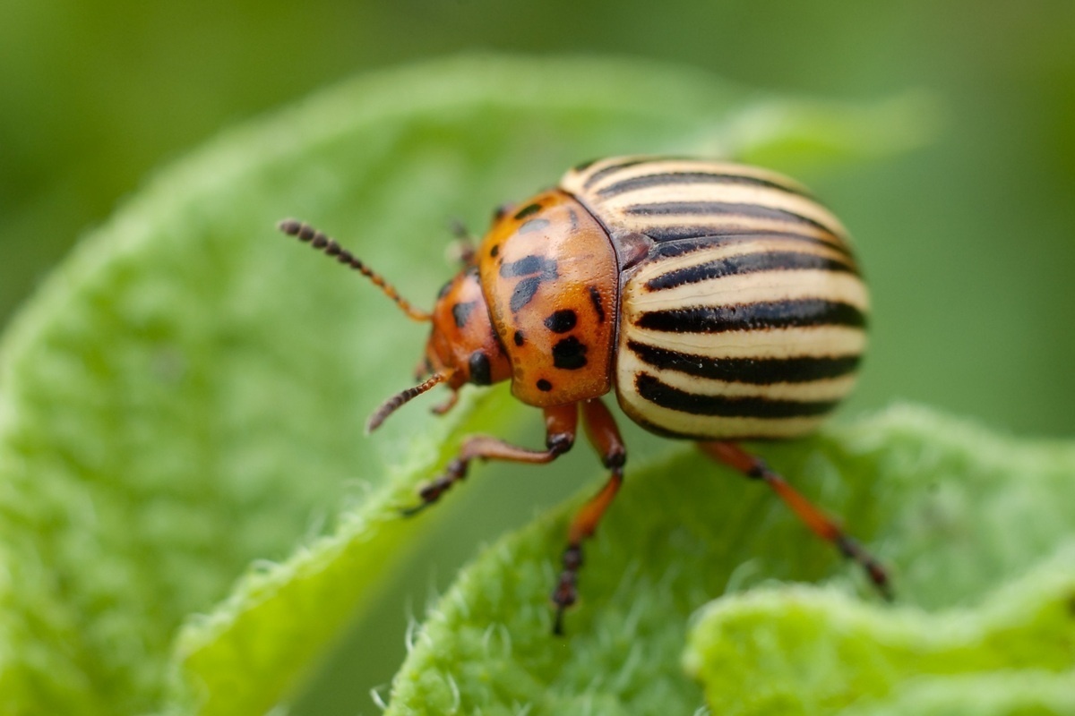 Фото с сайта: https://7dach.ru/blog/pest_encyclopedia/