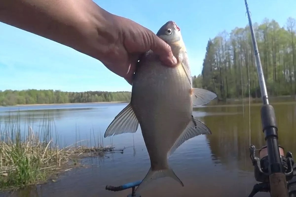 Фото с сайта: https://kubnews.ru/obshchestvo/2025/04/02/na-chto-klyuet-vesenniy-leshch-nasadka-1-vash-klyuchik-k-bogatomu-ulovu-/