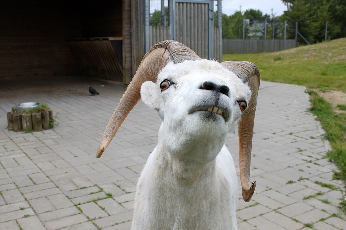 Фото с сайта: https://commons.wikimedia.org/wiki/File:Tallinn_Zoo_Ovis_dalli_2.jpg