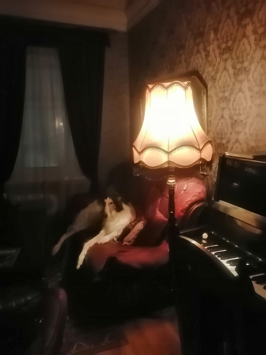 Собственно, моя любовь к борзым, тоже сибаритство😄. Фото мое