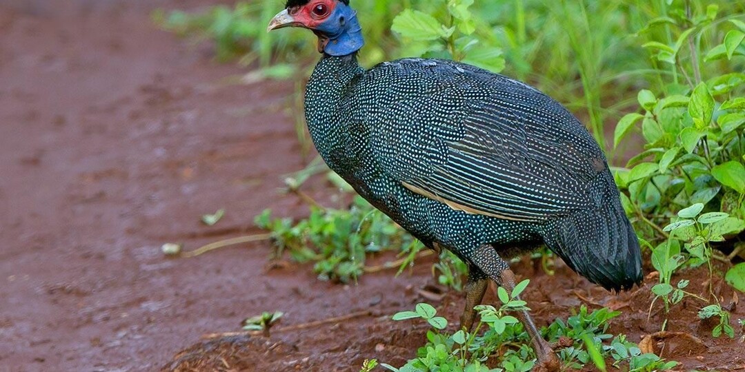 Как цесарка помогает в борьбе с вредителями? Природный санитар сельского двора