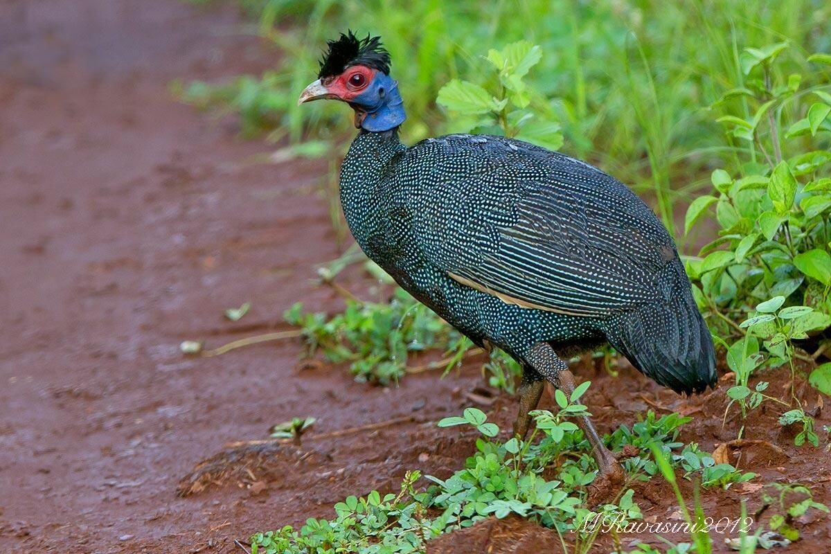 Фото с сайта: https://tr.pinterest.com/pin/crested-guineafowl-in-africa--463448617897851065/