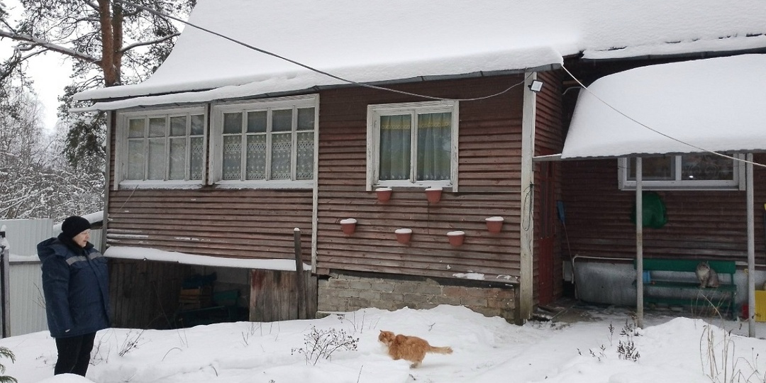 Карельская пенсионерка пристроила сто кошек и дальше считать не стала