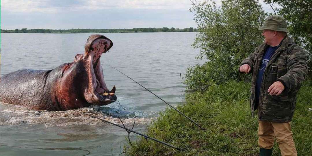 Бегемоты сбежали из зоопарка. Как вести себя, если их встретили. Советы охотника
