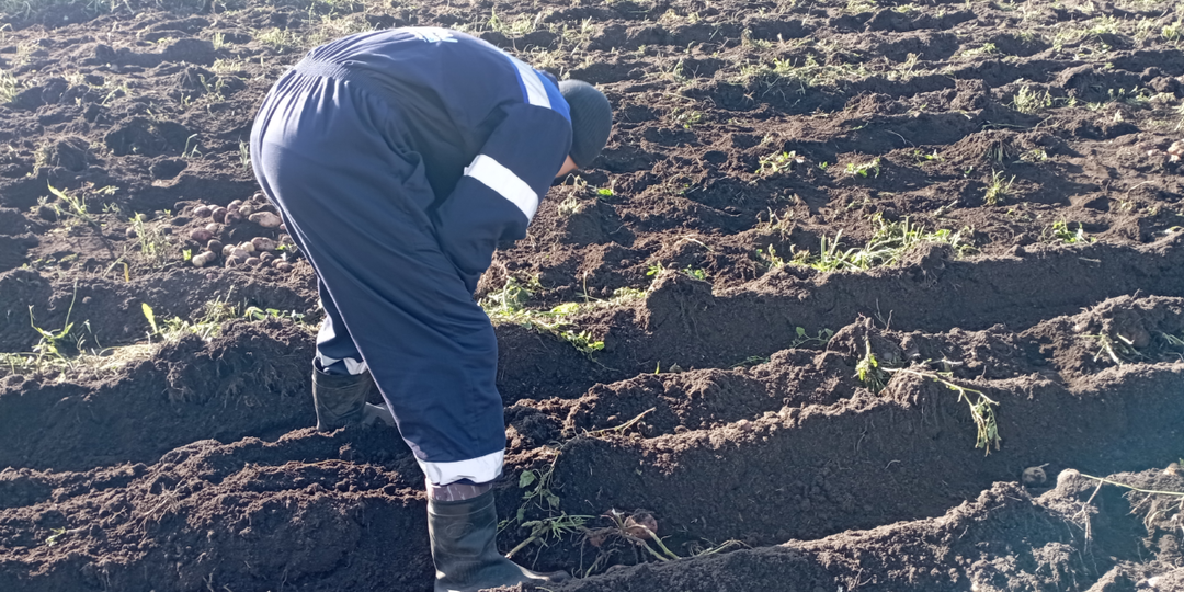 Про картошку, или Отпечаток из 90-х