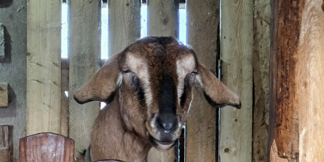 Про дойных коз и маленького козленка Матильду. Мое молочное хозяйство