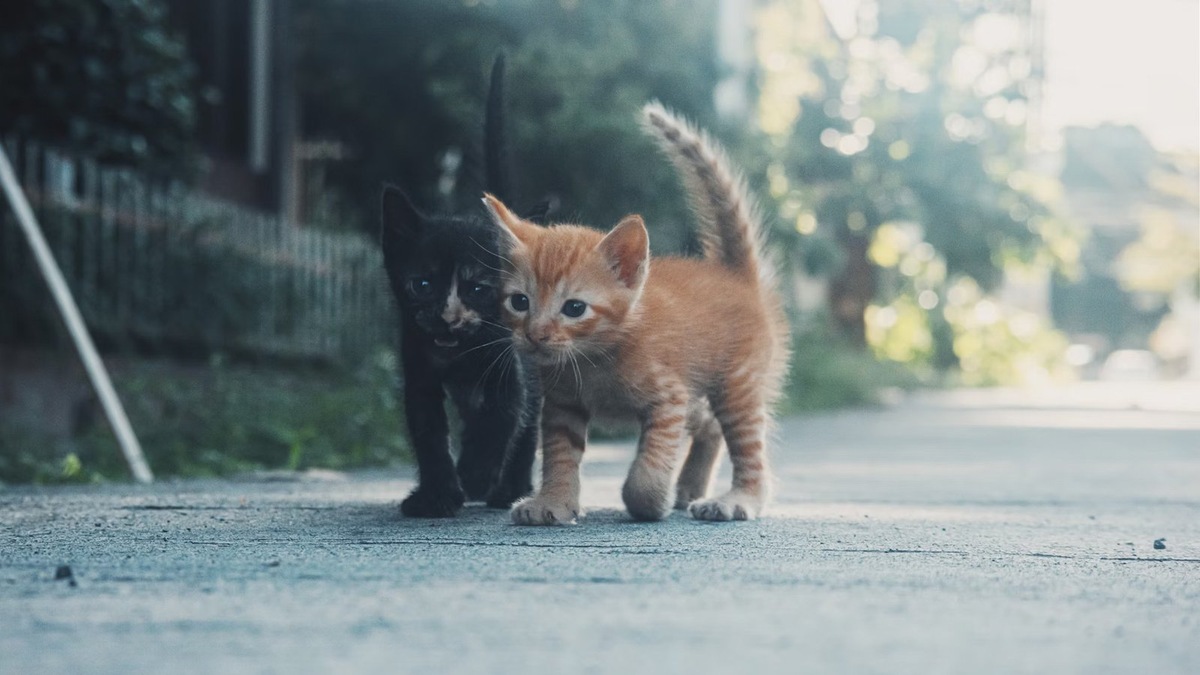    Коронавирусный энтерит часто передается при прямом контакте с зараженным животным, использовании общих мисок и лотков