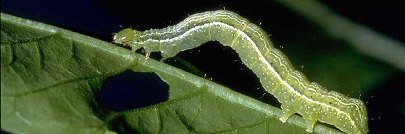 Ваши садовые растения в дырочку? Возможно, у вас поселилась металловидка-гамма