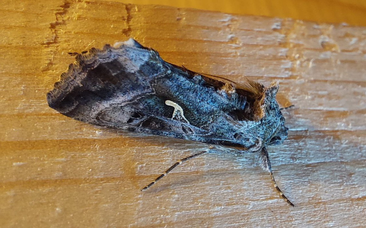 Бабочка металловидка-гамма, которую я обнаружил ночью в бане. )))